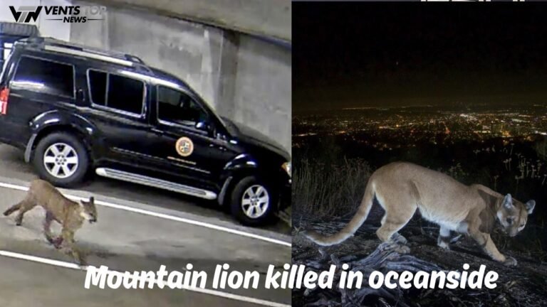 Mountain lion killed in oceanside
